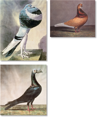 Illustrations of three fancy pigeons. 