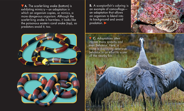A collage of images which includes a  scarlet king snake, an eastern coral snake, a scorpionfish and a crane.