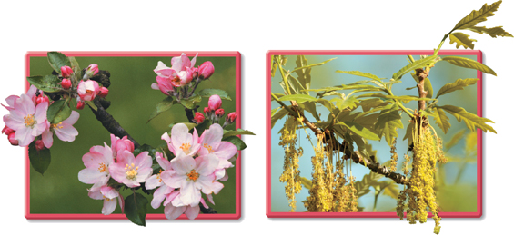 Photographs showing apple tree flowers and oak tree flowers.