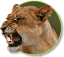A lion with its mouth wide open showing sharp teeth.