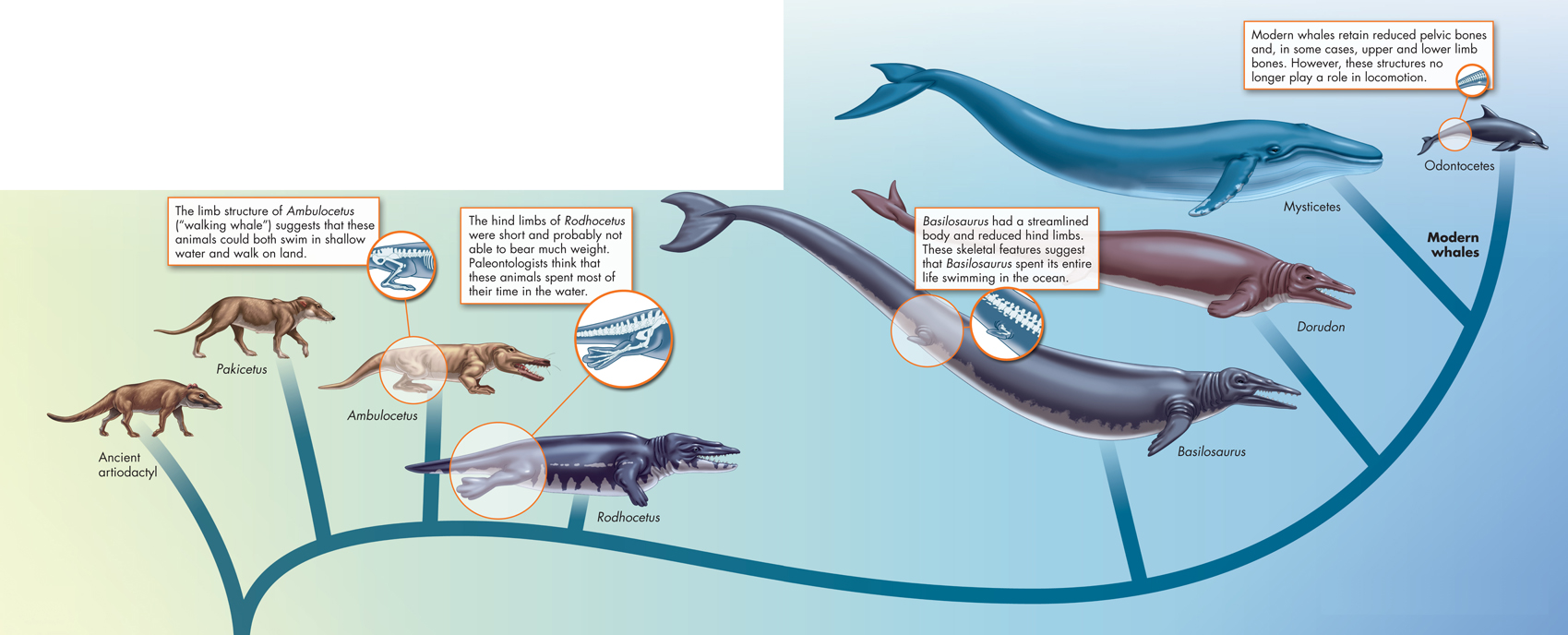 An illustration depicting the evolution of whales from ancestors that walked on land.