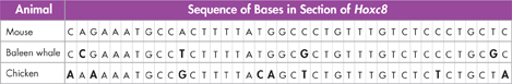 Table shows 'Sequence of Bases in Section of the gene Hoxc8' for three different animals: 'Mouse', 'Baleen whale' and 'Chicken'.