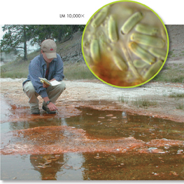 A man sitting near a hot spring with an inset image that shows the bacteria which live in this near boiling water.