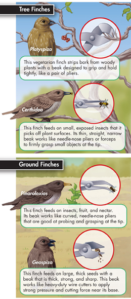 Illustrations of the different types and shapes of beaks in finches.