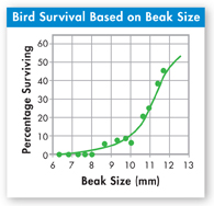 A line graph titled 'Bird Survival Based on Beak Size.'