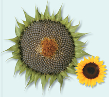 The image of a sunflower with an enlarged view of its seeds which are large in number.