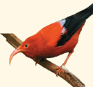 A honeycreeper.