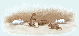 Two white and three brown mice in a field.