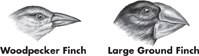 The image shows long and pointed beak of Woodpecker Finch and large beak of Ground Finch.
