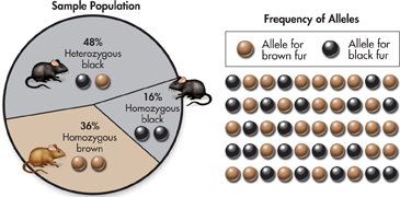 The diagram describes alleles in a rat population.