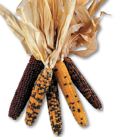 The different-colored kernels in the ears of maize.