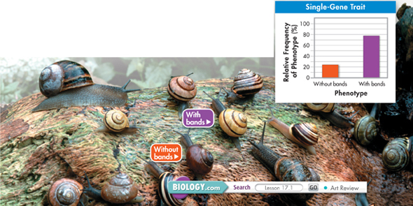 The diagram illustrates the relative frequency of two phenotypes in a species of snail.