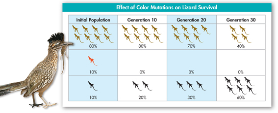 A bird eating a lizard beside a pictorial data table titled 'Effect of Color Mutations on Lizard Survival.'