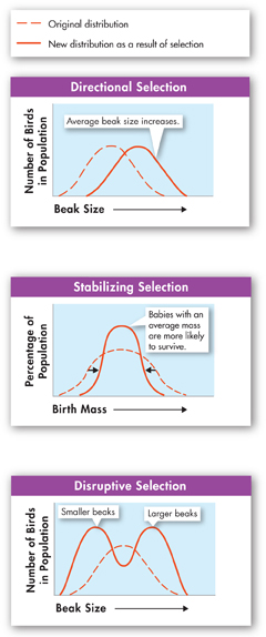 Three line graphs showing 'Directional Selection', 'Stabilizing Selection' and 'Disruptive Selection' respectively.