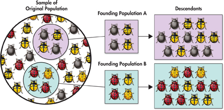 An illustration of Founder Effect shows two small groups, Population A and Population B taken from a large Sample of original population. The diverse population produced new descendants that differ from the original group.