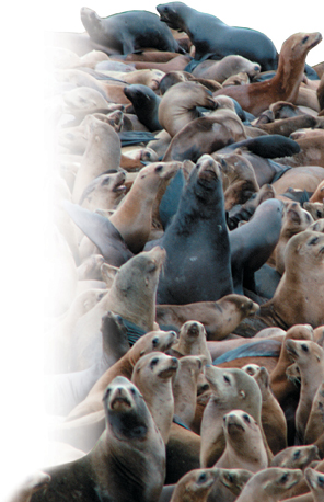 A large population of sea seals crowded on the shoreline and the water.