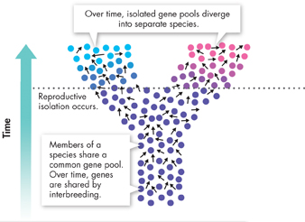 An illustration of diverging gene pools.