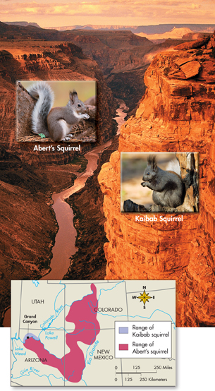 An illustration of two populations of squirrels, the Abert’s Squirrel and Kaibab Squirrel, separated by geographic barrier, the Grand Canyon. A map below shows the range of the Kailab and Abert’s squirrels.