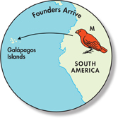 A representation of speciation in Darwin’s Finches. A drawing with heading 'Founders Arrive' shows long ago a few finches from South America, species M (shown in brown color), arrived on one of the islands of Galápagos.