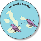 A representation of speciation in Darwin’s Finches. A drawing with heading 'Geographical Isolation' shows finches on one of the islands of Galápagos, species A (shown in purple color), moving to another island of Galápagos.