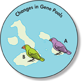 A representation of speciation in Darwin’s Finches. A drawing with heading 'Change in gene pools' shows two finches on two islands of Galápagos, one is species A (shown in purple color) and other is species B (shown in green color).