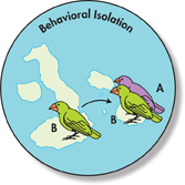 A representation of speciation in Darwin’s Finches.