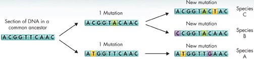 An illustration of comparing the DNA sequences of two or more species.