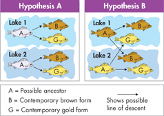 A diagram illustrates change in gene pools for a species of fish.