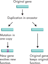 A flowchart of 'Gene Duplication.'