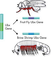 The diagram illustrates that fruit flies gene and brine shrimp gene have descended from a common ancestor 'Ubx gene'.