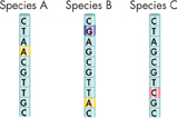 The diagram shows mutations in a segment of DNA in species A, B, and C.