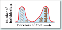 A free curve is plotted with the x-axis showing 'Darkness of Coat' and the y-axis showing 'Number of Individuals'. An 'M' shaped free curve is hence the result which indicates increasing coat color in a sample rabbit population. 