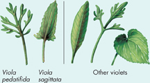 A two-part diagram showing species of violets growing in a field. The first part shows two species of violets 'Viola pedatifida' and 'Viola sagittata'. The second part shows three other species of violets. 