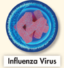 An influenza virus.