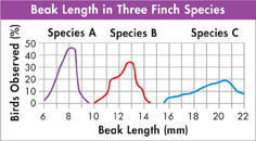A freehand curve titled 'Beak Length in Three Finch Species' shows data regarding the lengths of the beaks of three finch species.