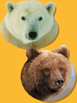 Face of Polar bear and face of Brown bear.