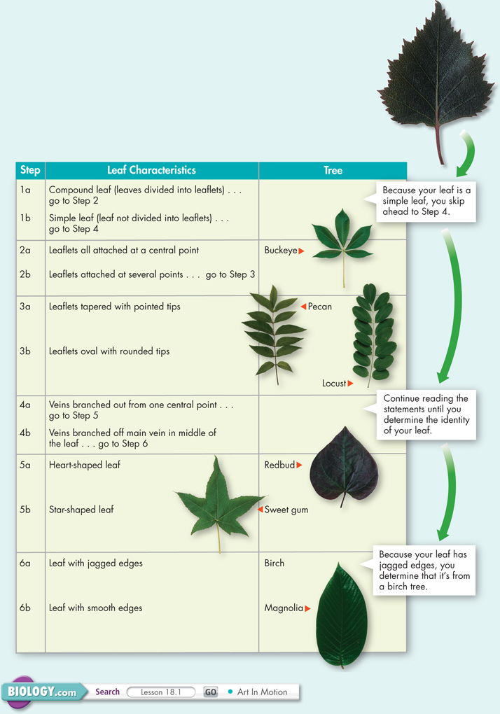 A Dichotomous key to identify the type of a leaf. 