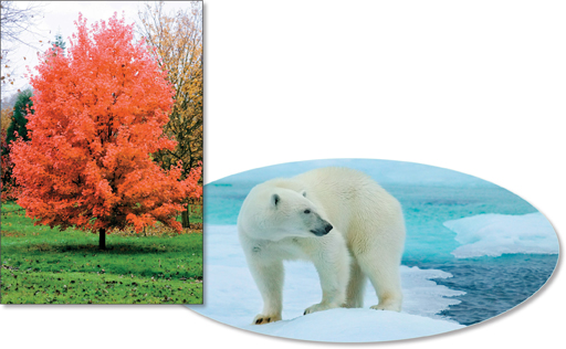 The photographs of a red maple and a Polar bear.