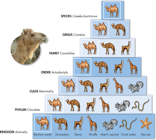 An illustration shows a Bactrian camel is grouped with each taxonomic category.
