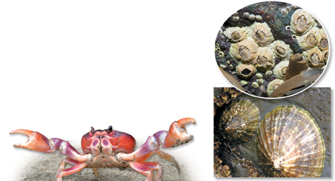 A crab, limpets, and barnacles.