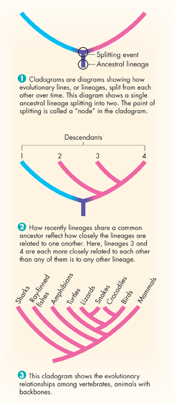 A cladogram that shows relative degrees of relatedness among lineages.