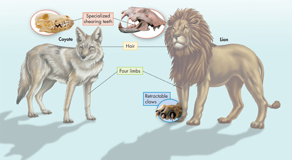An illustration of comparison of common characteristics of a Lion and a Coyote. 