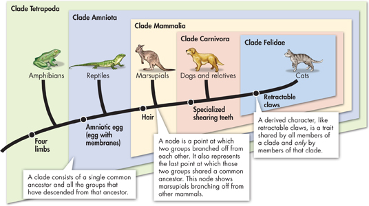 A Cladogram with frames of Cats, Dogs and relatives, Marsupials, Reptiles and Amphibians.