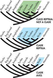 A cladogram shows Class Reptilia, Clade Reptilia and Clade Aves.