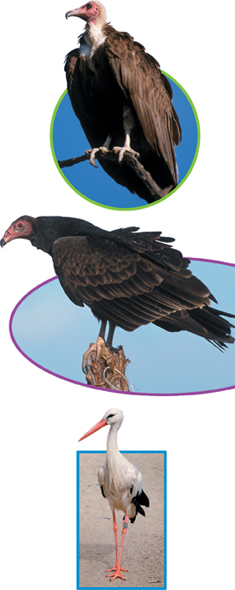 An African Vulture, an American Vulture and a Stork.