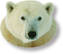 A face of a Polar bear.