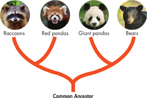 The photographs of faces of a Raccoon, Red Panda, Giant Panda and Bear. Raccoons and Red pandas, Giant pandas and Bears are linked together to a Common Ancestor.