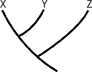 A cladogram of X, Y and Z where Y and Z respectively are linked with X.