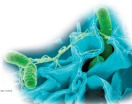 A magnified view of green colored Salmonella typhimurium invading human epithelial cells in blue color.
