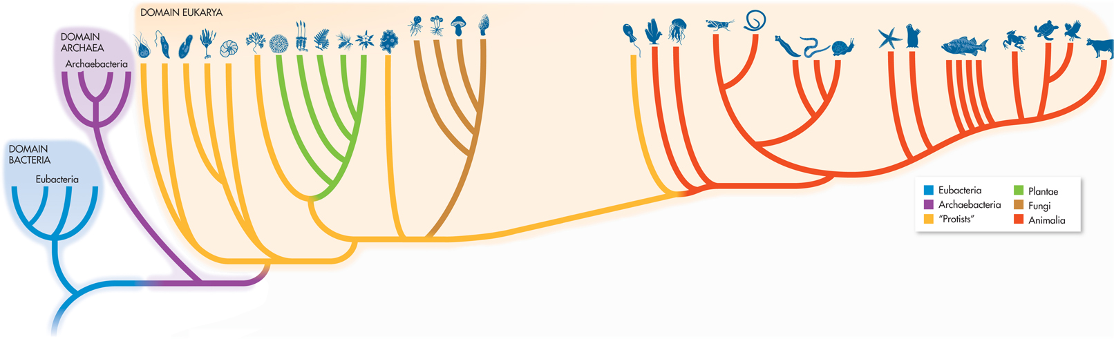 Image showing how organisms are related to one another grouped into domains and kingdoms.